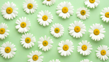 Close-up shot of a collection of white daisy flowers with yellow centers on a light green background.