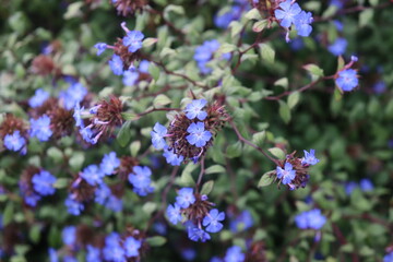 Hardy Blue-Flowered Leadwort