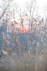 grown fluffy pampas grasses in the field