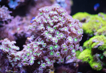 Soft coral Anthelia belongs to the order Alcyonacea, subclass Octocorallia, and is characterized by the formation of soft tissue colonies. 