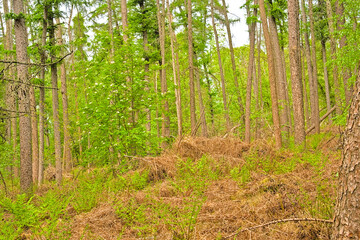 pine forests in Heidebos nature reserve, Moerbeke, Ghent, Flanders, Belgium 