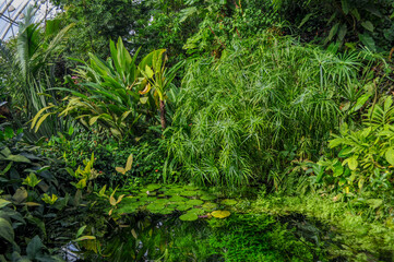 Tropical Greenhouse Pond with Dense Foliage and Aquatic Plants