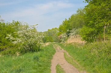 Obraz premium Hiking trail in a fresh green spring forest with flowering bushes in Bourgoyen nature reserve, Ghent, Flanders, Belgium