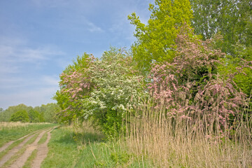 Obraz premium hiking trail along hawthor bushes with white and pink blossoms in spring in Bourgoyen nature reserve, Ghent, Flanders, Belgium