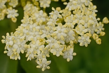 Macro of the bright white flowers of an elder bush - Sambucus nigra