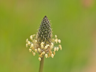 ribwort plantain flower, selective focus with green bokeh background - Plantago lanceolata 