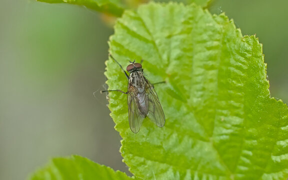  Macro of Anthomyiidae fly on a green leaf, selective focus 
