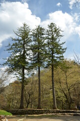 Obraz premium Abies holophylla, the Manchurian fir, is an evergreen conifer with sharp pointed needles and white stomatal lines on the underside. Photographed in Korea.