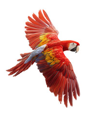 Obraz premium Scarlet macaw mid-flap with wings spread and vivid red body, isolated on transparent background. 