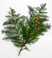 A fresh green branch of a Christmas tree of the cyprus species. A branch of a Christmas tree with fruit. Small cones, seeds of a coniferous tree with soft, delicate needles.