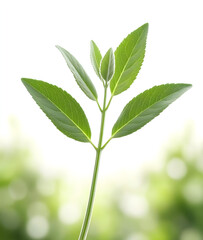 sage leaf isolated natural background. sample for package design