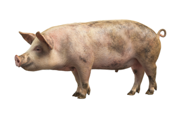 Detailed pig figure with darker hoof tips and soft rim light, isolated on transparent background.
