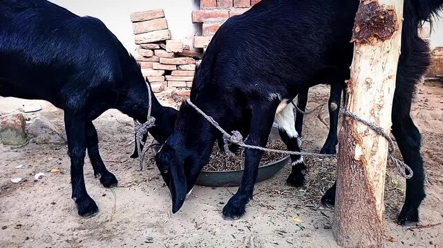 Goat in house and eating dray grass livestock 