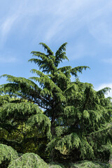 Lush, expansive Himalayan Cedar, Cedrus Deodara (Deodar Cedar, Himalayan Cedar)  with dense green foliage, standing prominently in well-maintained grassy area under clear blue sky.