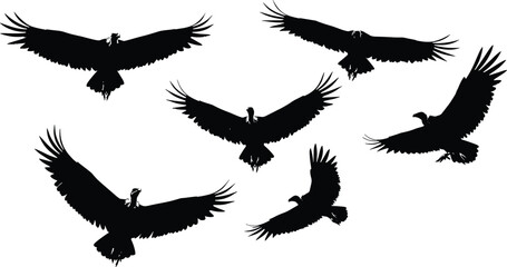 Silhouette illustration of flying eagles and vultures with wings spread, predatory birds in flight, wildlife vector design elements isolated