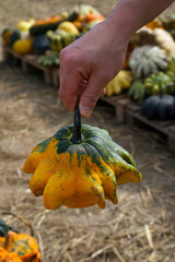 A man's hand holds a decorative pumpkin of the Scheherazade Star variety.