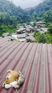 Happy 4 cats family sleep in cozy morning sunlight on house rooftop in Maekampong Chiang Mai village valley, traditional home n green tree mountain blue sky, 4k aerial view Local community hill tribe