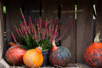 A colorful autumn composition of heather and decorative pumpkins against a background of old boards
