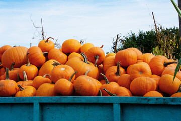 A large pile of orange pumpkins in the back of a tractor, picked on a farm, ready for sale at market