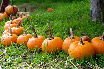 Orange pumpkins lying in a row on green grass