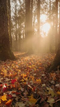 Golden Hour Autumn Forest Floor Panning Background. The slow panning motion and warm sunlight create a peaceful and beautiful background for Thanksgiving, fall, or nature-themed projects.