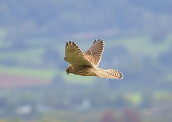 Kestrel hovering in the country