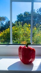 Red bell pepper on windowsill, sunny day view