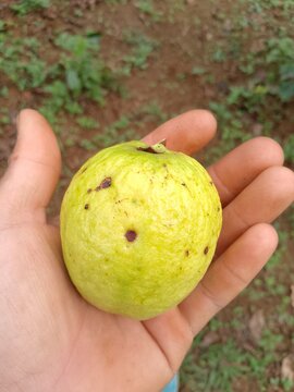 Guava fruit The most naturally occurring yellow color.