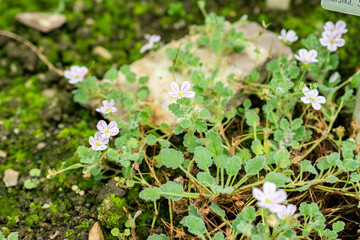 Erodium Corsicum plant in Saint Gallen in Switzerland 1.9.2025