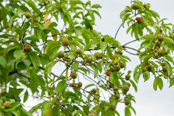 Himalayan flowering dogwood or Cornus Capitata plant in Saint Gallen in Switzerland 1.9.2025