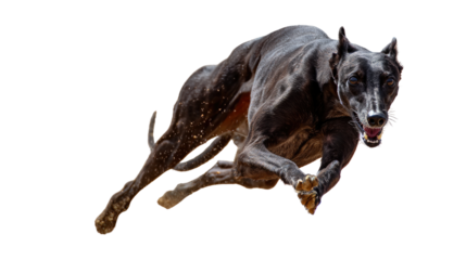 Belgian Shepherd Dog Purebred Guard Breed with Thick Fur Coat Isolated on White Background
