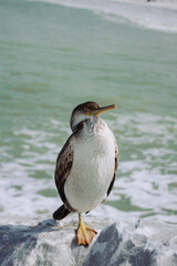bird on a water background