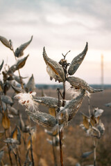 plants near the field