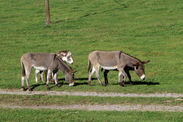 Group of donkeys walking along a way in green field (Vosges, France)