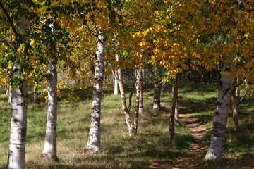 Path through birch grove in autumn (Kaiserstuhl hills, Germany)