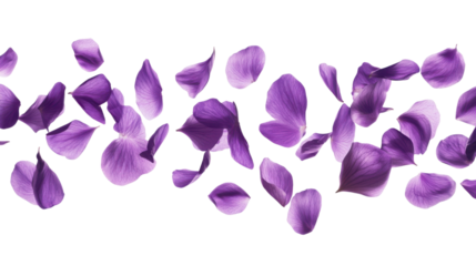 flying purple petals isolated on transparent background 