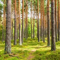 Fototapeta premium Lush pine forest with sunlight filtering through