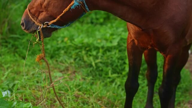 A focus, tracking shot of an brown horse eating some of the dead grass on the vibrant green field while on a rope leash near the fields of Mauban Port, Quezon Province Philippines