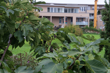 Common starlings (Sturnus vulgaris) feeding on fig tree in the city, urbanization due to loss of rural feeding grounds (Breisach, Germany)