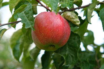 Ripe Apples in the Apple Orchard before Harvesting. Big Red delicious Apples Hanging from a Tree Branch in the Fruit Garden at Fall Harvest. Basket of Apples. Autumn Cloudy Day, Soft Shadow. 4K