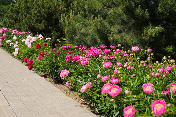 Pink peony growing, blurred leaves background. Gently fresh flower bush. Gardening, landscaping. Plant Nurse Ad. Backdrop for product promote. Flower shop. Green home garden. Landscape design. Path