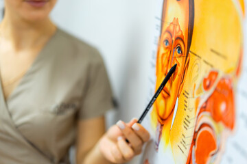 Medical lecture about anatomy. Doctor showing facial anatomy chart with a pointer in a medical...