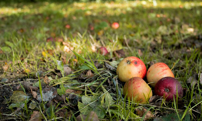 Close up of small ripe apples on the ground