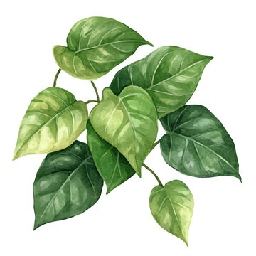 Cempedak, watercolor illustration vector, isolated on a white background.