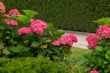 Hydrangea paniculata and conifer. Beautiful Garden path made of natural stones, gravel. Huge landscaping trend. Lawn, shrubbery in the backyard. Scenic of nice landscaped. Walkway. Green home design