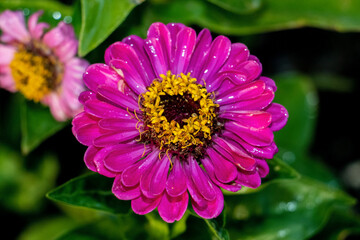 Obraz premium pink dahlia flower