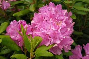 Blossoming rhododendron flowers on blurred background. Natural backdrop. Blooming pink rhododendrons swaying gently in sunlit garden. Alpenrose, snow-rose. Flowering bush. Biodiversity conservation.