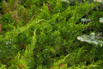 Cypress genus Juniper medium Gold Kissen in the yard pathway. Landscaping, path design. Decorative conifer Evergreen Juniperus squamata Green Carpet. Ornamental dwarf blue silver plant. Stone garden