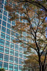 都心散歩　夏枯れのケヤキ