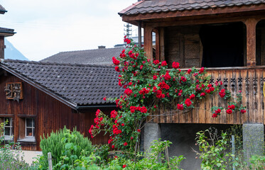 Wooden rural house with decorative balcony and blooming red climbing roses in front of traditional dark tile roof buildings, located in an alpine village with garden greenery in early summer.